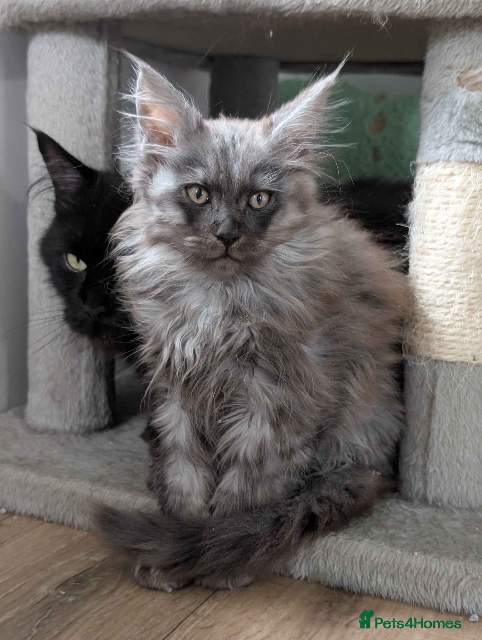 Maine Coon cats Stunning Tica pedigree kittens - Advert 1