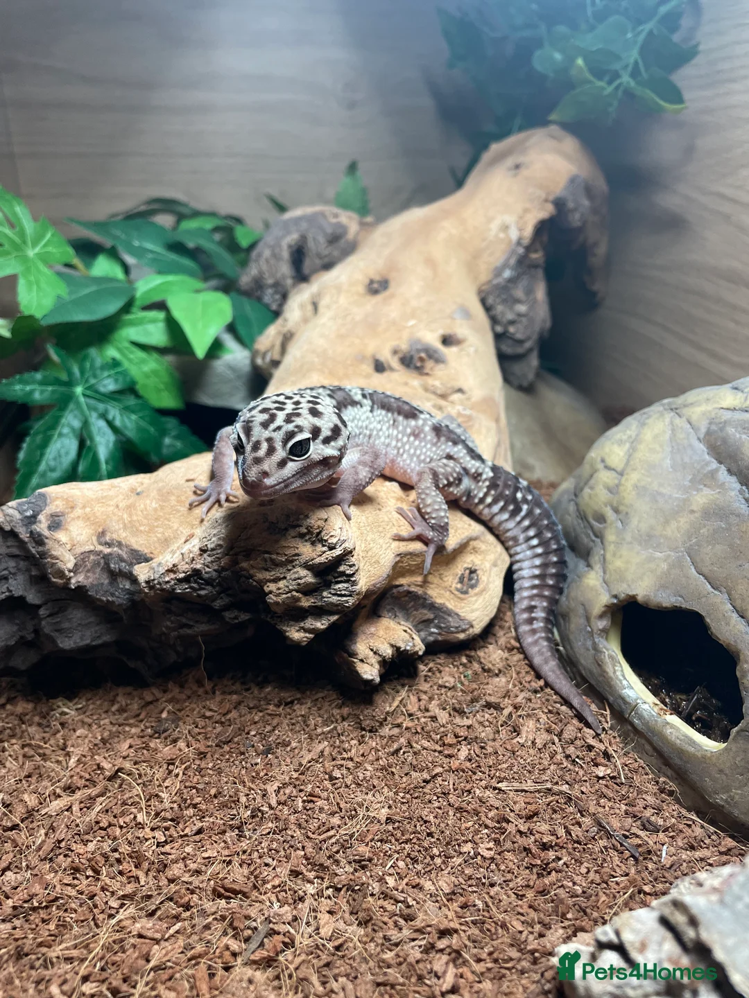 Leopard Gecko reptiles for sale: Male leopard gecko and vivarium in Waterlooville - Advert 2