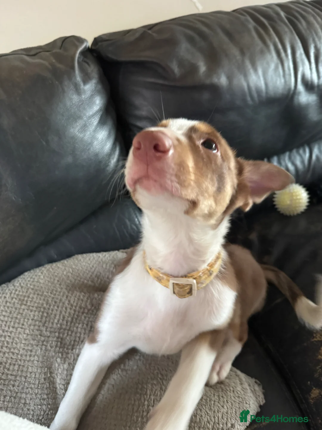 Welsh Collie dogs for sale: 4 month old puppy  - Advert 2