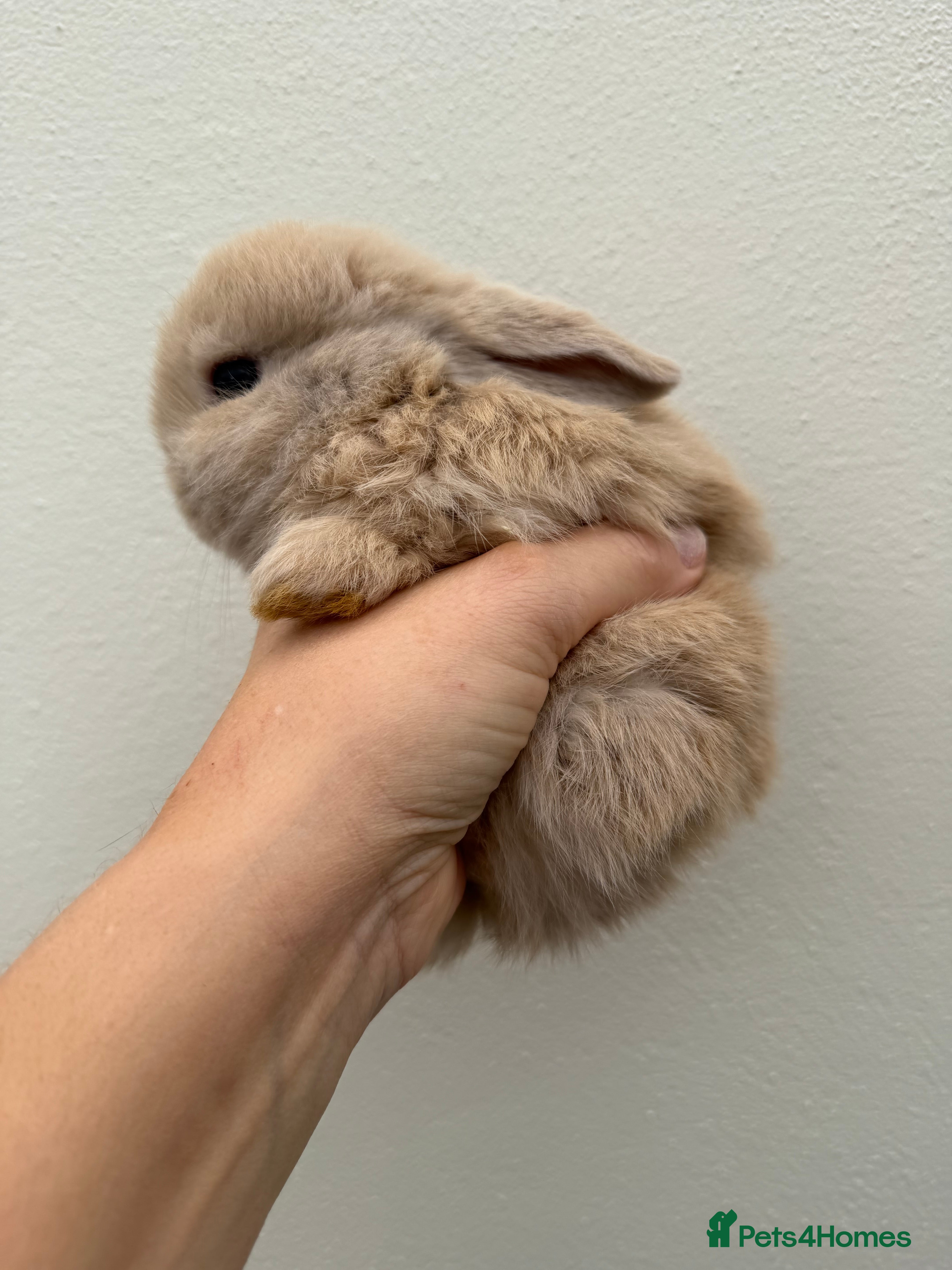 Mini Lop rabbits Purebred Minilops available to reserve - Advert 1