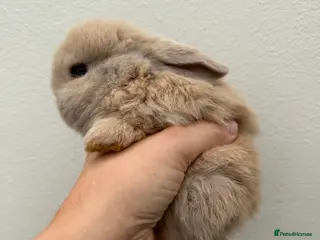 Mini Lop rabbits Purebred Minilops available to reserve - Advert 1