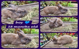 Mini Lion Lop rabbits for sale: Few mixed age boys, different types  - Image 3