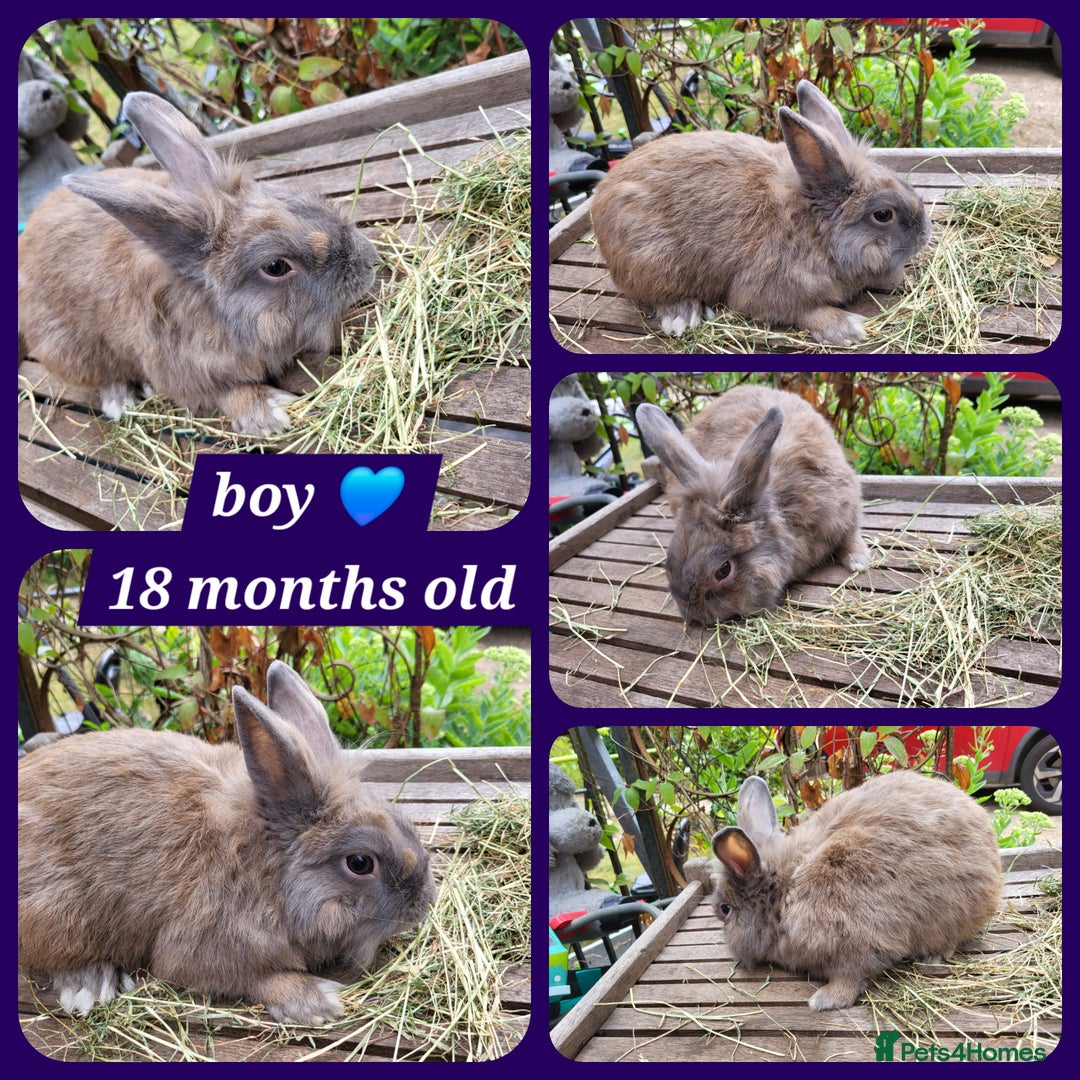 Mini Lion Lop rabbits for sale: Few mixed age boys, different types  - Image 3