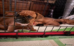 Boxer dogs for sale: 10 Boxer X Puppies - Ready 13th October - Image 35
