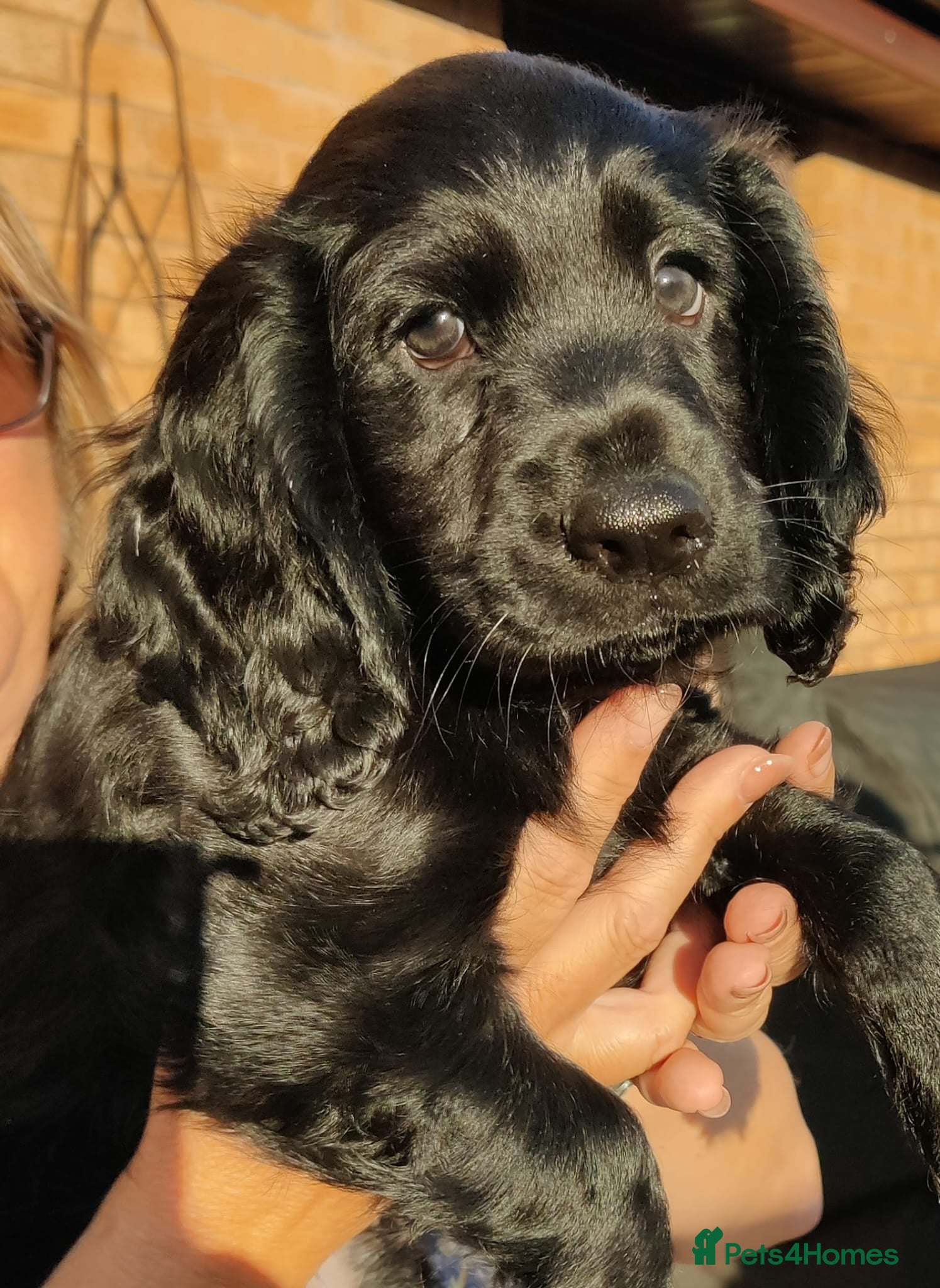 Cocker Spaniel dogs Cocker Spaniel Puppies  - Advert 2
