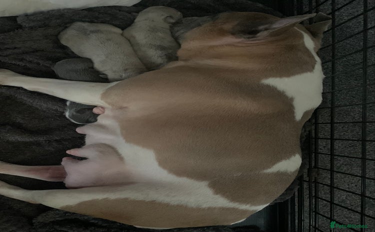 French Bulldog dogs - Advert 6