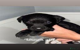 Labrador Retriever dogs for sale: Labrador puppies  - Image 7