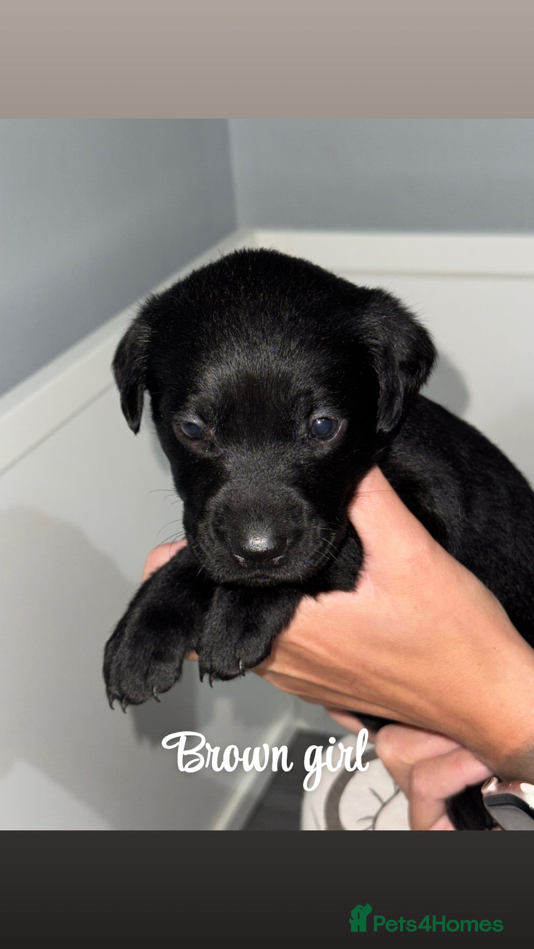 Labrador Retriever dogs for sale: Labrador puppies  - Image 7