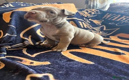 American Bully dogs for sale: American pocket bully  - Image 6