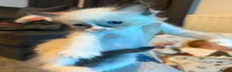 Ragdoll cats for sale: Beautiful Ragdolls  - Advert 17