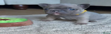 French Bulldog Puppy 4