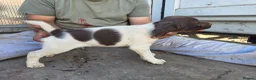English Springer Spaniel dogs for sale: Working ESP FTCH lines extremely well bred in Southam - Advert 2