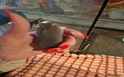 Rat rodents for sale: Fancy baby rats - Image 7