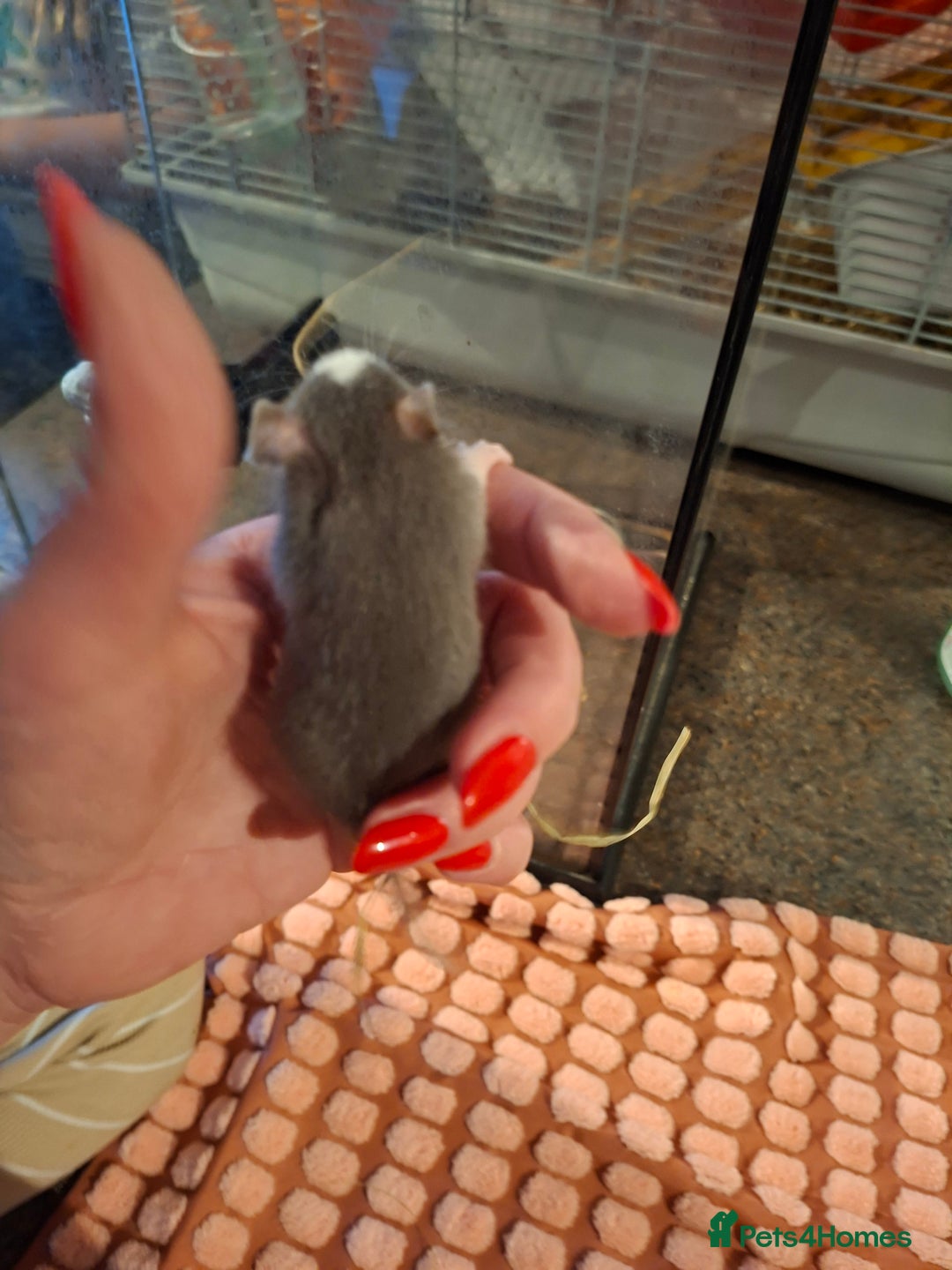 Rat rodents for sale: Fancy baby rats - Image 7