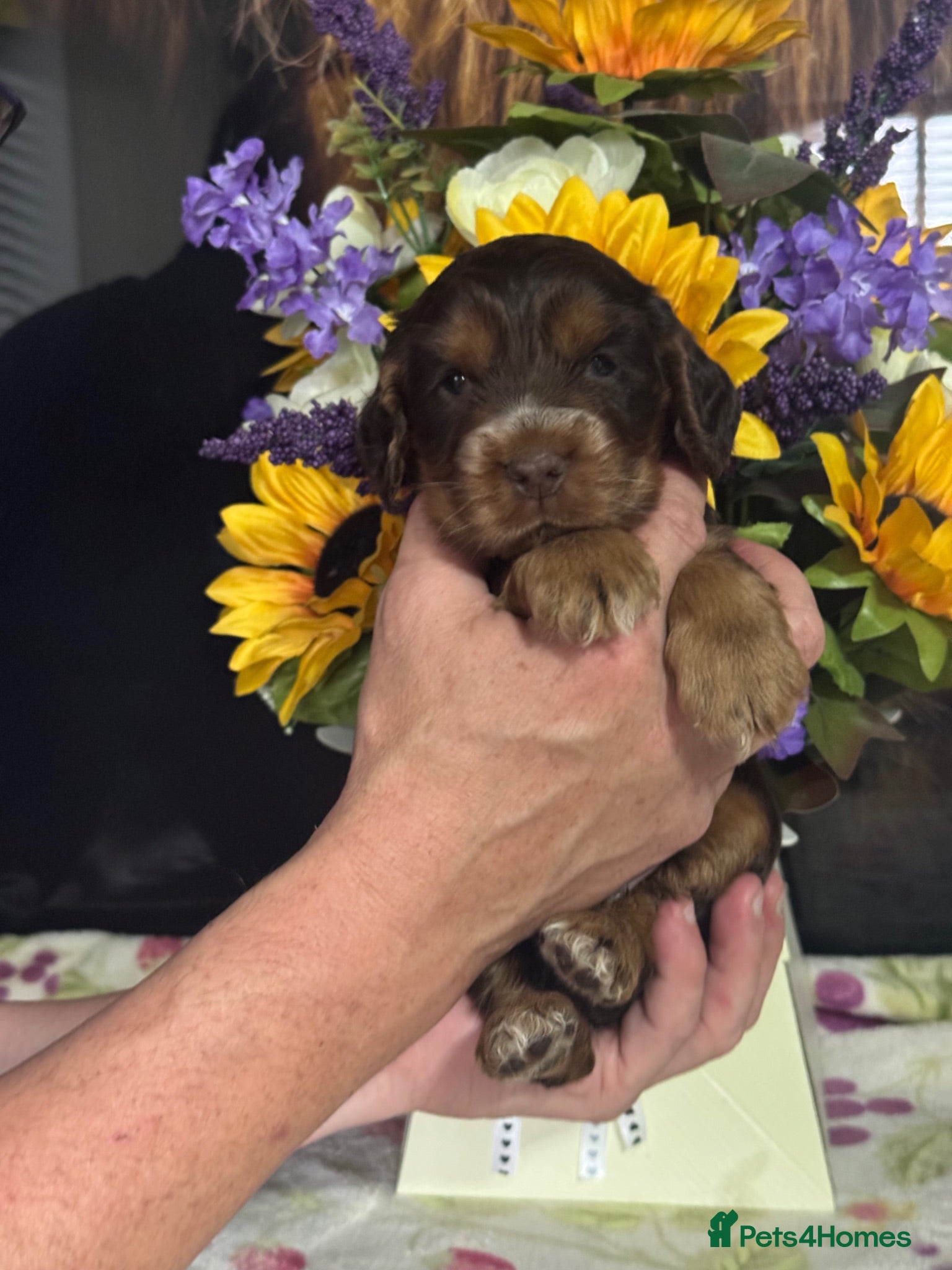 Cocker Spaniel dogs 4 kc reg show cocker spaniel puppies - Advert 7