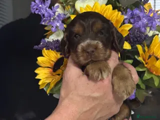Cocker Spaniel dogs 4 kc reg show cocker spaniel puppies - Advert 1