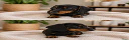 Miniature Dachshund dogs for sale: Beautiful Miniature Dachshund Puppy -KC Registered in Romford - Advert 7