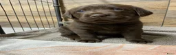 Labrador Retriever dogs for sale: KC Registered Chocolate Labrador Puppies - Advert 5