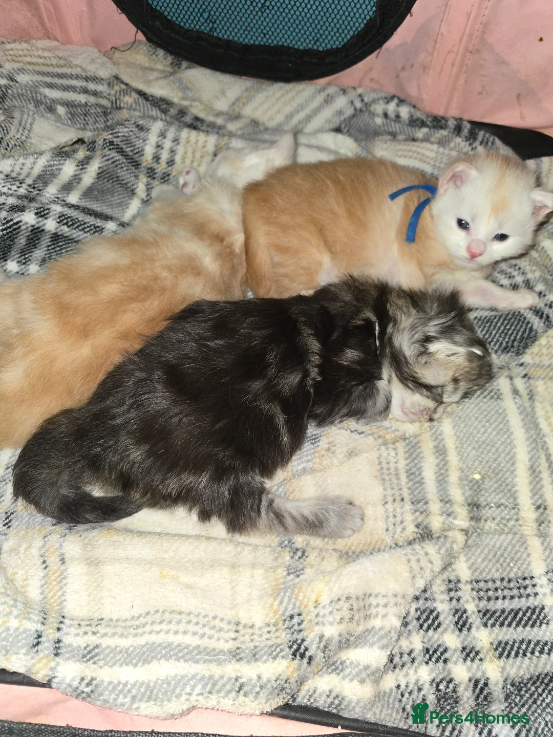 Maine Coon cats for stud: Black Shaded Maine Coon Large Imported in Hull - Advert 27