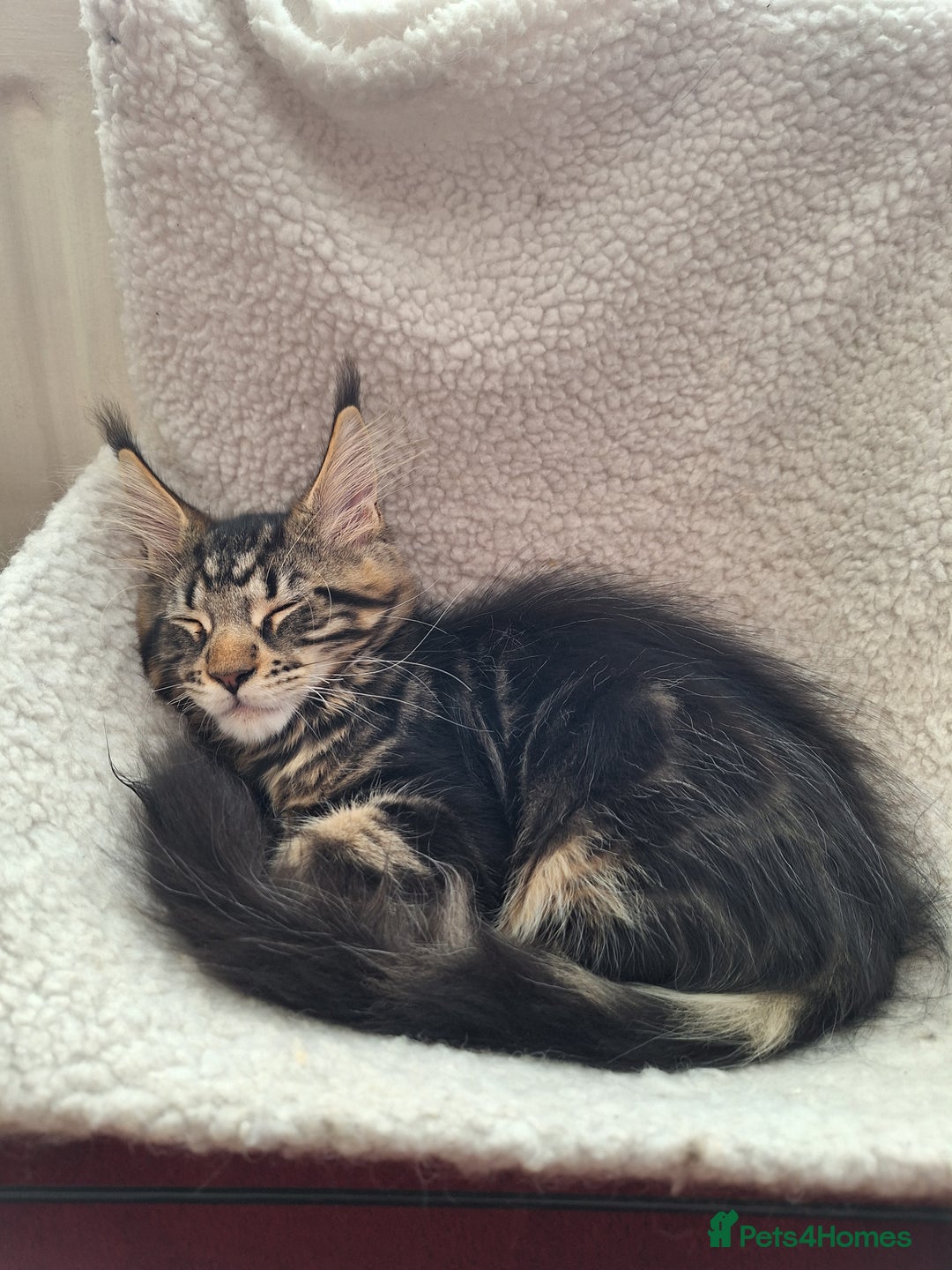 Maine Coon cats for sale: Lintons Pride Maine Coon Kittens. Ready Now - Image 19