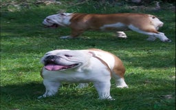 English Bulldog dogs for sale: Kc reg red and white & pied  - Image 2