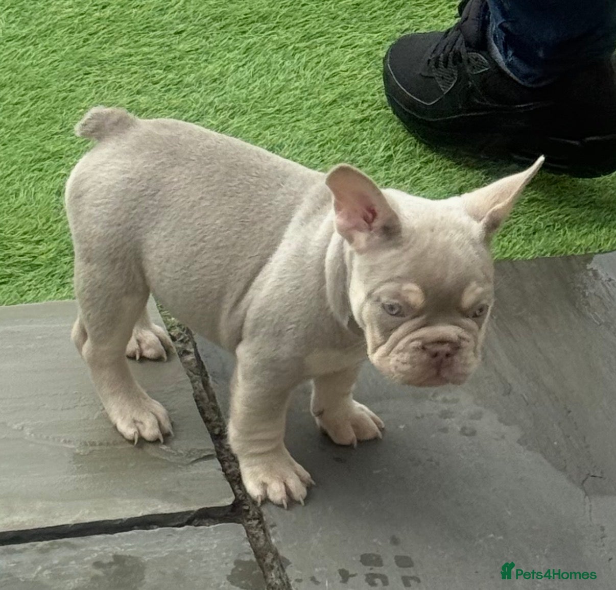 French Bulldog dogs French Bulldog Puppies  - Advert 12