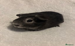 Guinea Pig rodents for sale: Californian x Swiss young boar  - Image 3