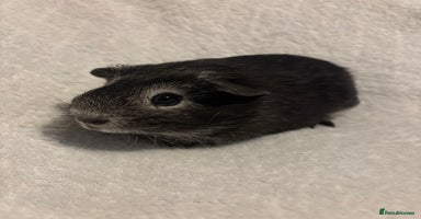 Guinea Pig rodents - Advert 15