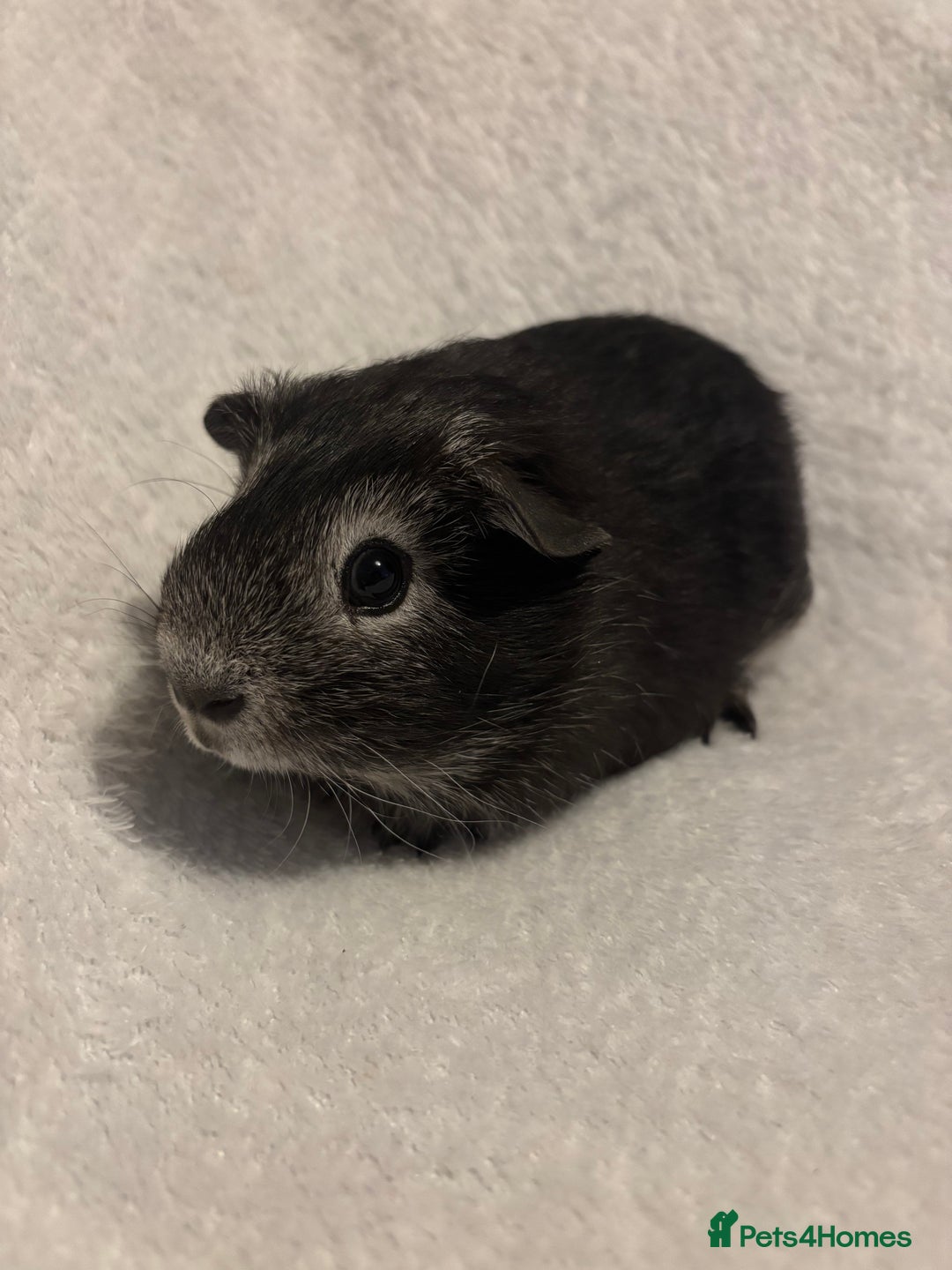 Guinea Pig rodents for sale: Californian x Swiss young boar  - Image 3