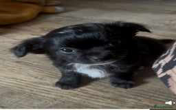 Chihuahua dogs for sale: The most adorable chihuahua boy I’ve ever seen  - Image 2