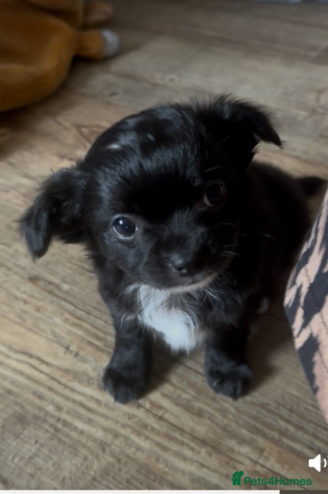 Chihuahua dogs for sale: The most adorable chihuahua boy I’ve ever seen  - Image 2