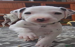 Dalmatian dogs for sale: Ready to leave 17th august in Banbury - Image 18
