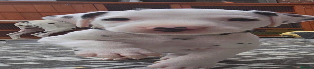 Dalmatian Puppy 10