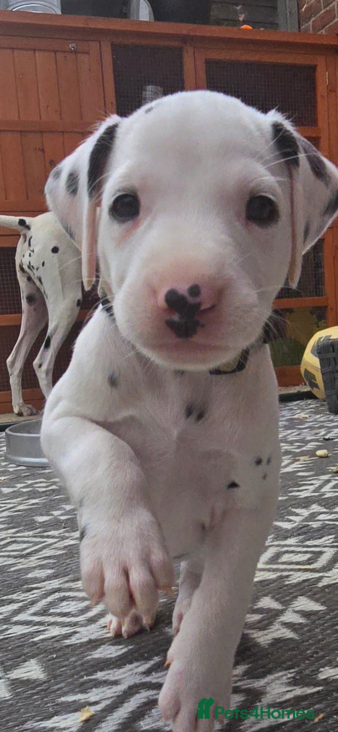Dalmatian dogs for sale: Ready to leave 17th august in Banbury - Image 18