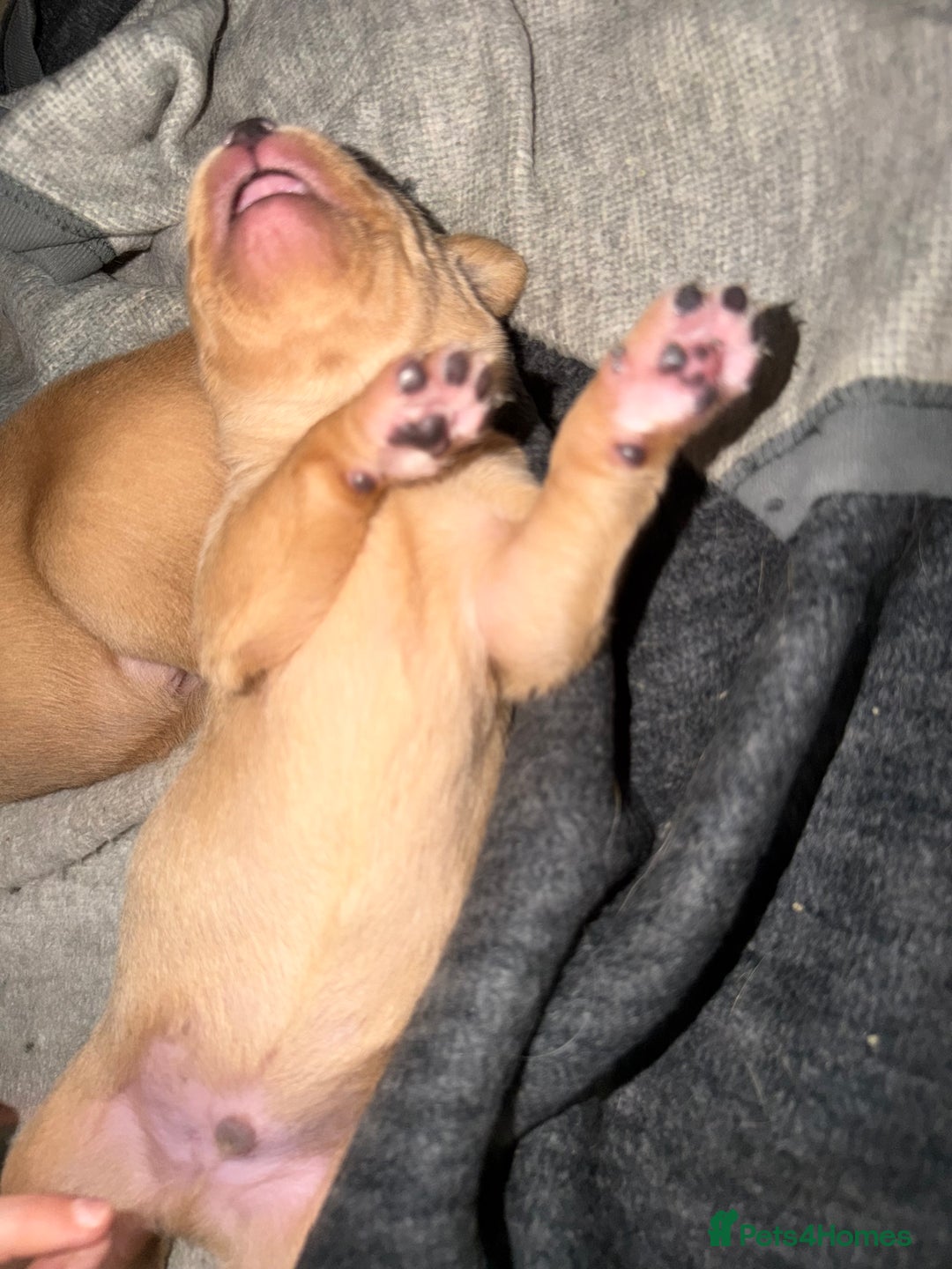 Labrador Retriever dogs for sale: Fox Red Labrador pups  - Advert 6