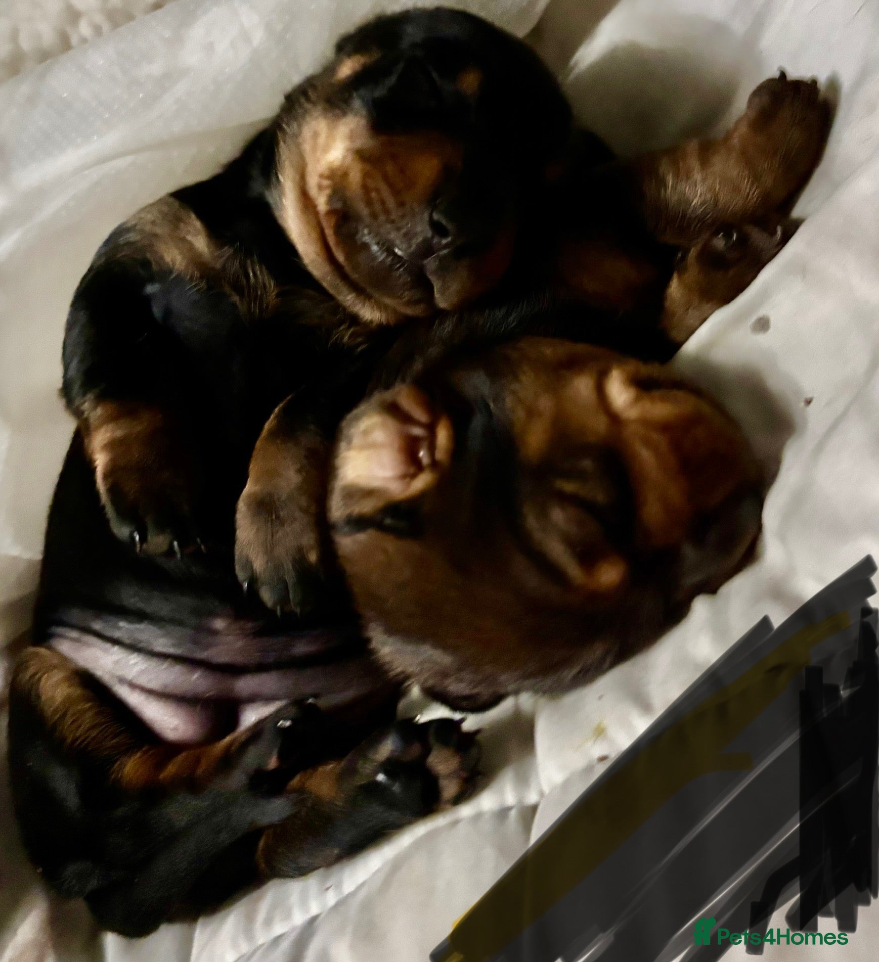 Miniature Dachshund dogs Miniature  - Advert 3