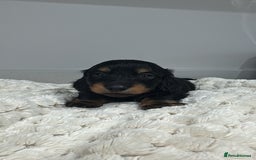 Miniature Dachshund dogs for sale: Ready now miniature long haired dachshunds in Stowmarket - Image 18