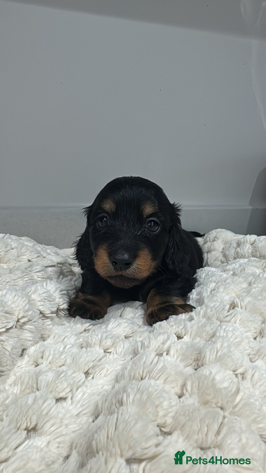 Miniature Dachshund dogs for sale: Ready now miniature long haired dachshunds in Stowmarket - Image 18
