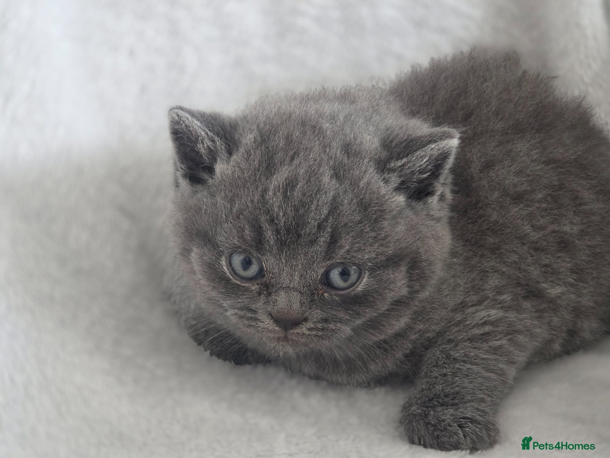 British Shorthair cats Beautiful british shorthair kittens  - Advert 12