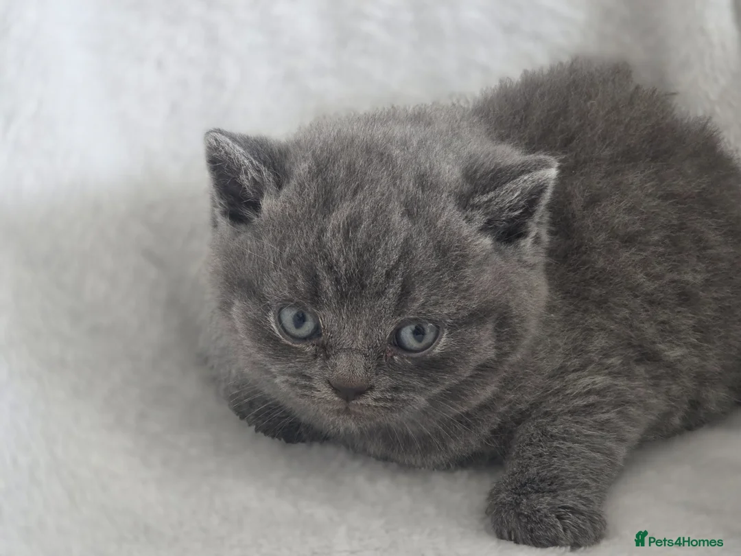 British Shorthair cats for sale: Beautiful british shorthair kittens  - Advert 1
