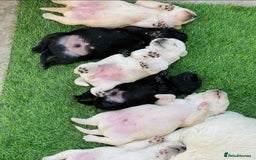 Labrador Retriever dogs for sale: Black and Yellow Labrador Puppies - Image 1