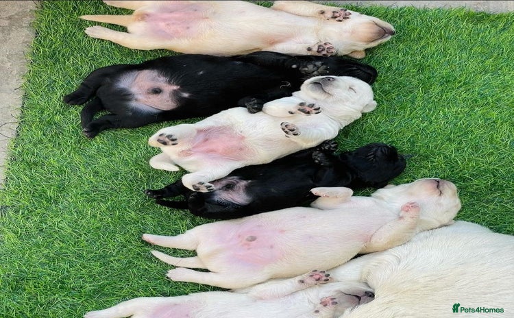 Labrador Retriever dogs - Advert 11