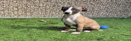 Whippet dogs for sale: ready to leave 2 kc registered whippet pups - Advert 5