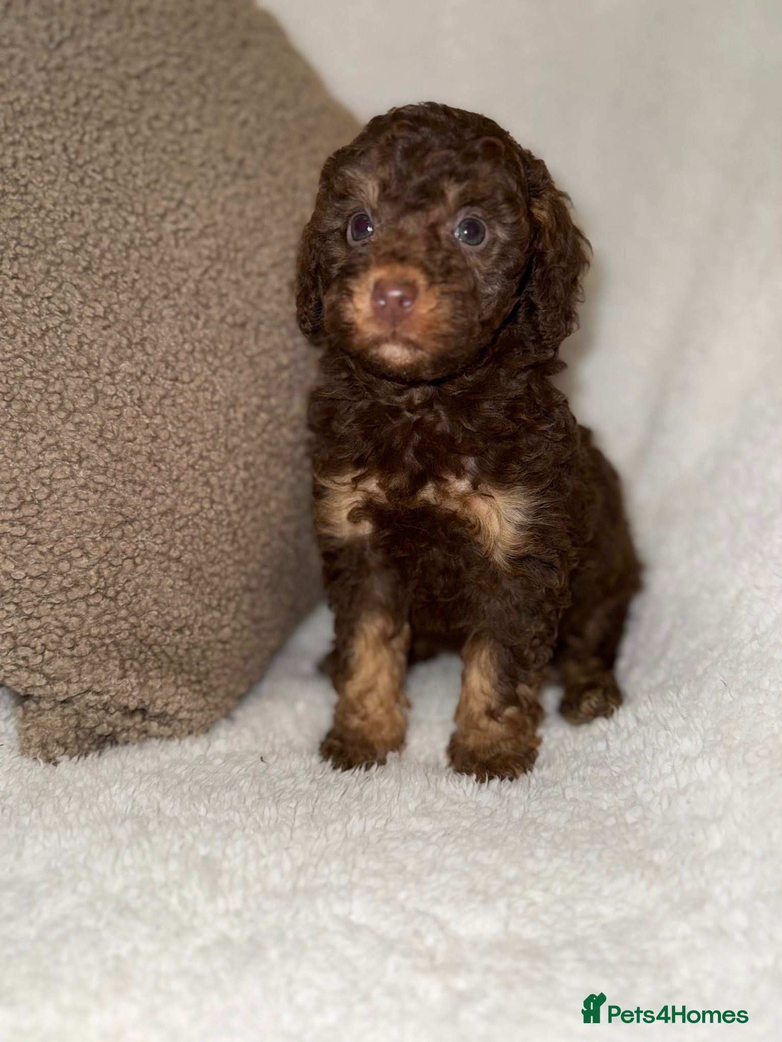 Miniature Poodle dogs Stunning Chocolate Miniature Poodles - Advert 4