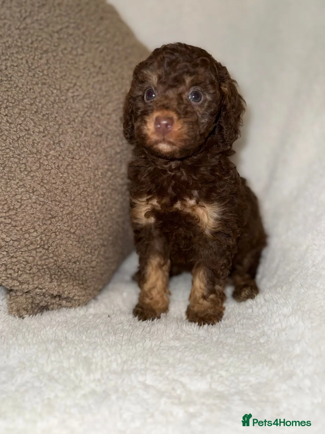 Miniature Poodle dogs for sale: Stunning Chocolate Miniature Poodles - Advert 1