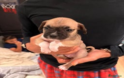 Mixed Breed dogs for sale: Pug terriers - Image 5