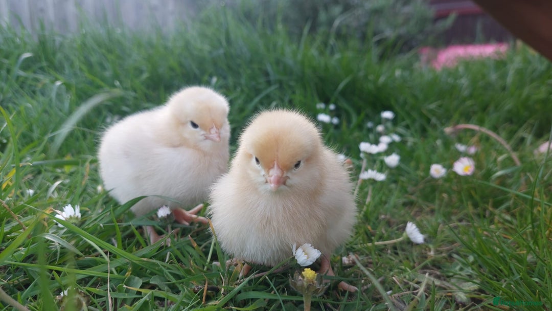 Chickens poultry for sale: Day old chicks / hatching eggs Brahma sussex Pekin - Image 12