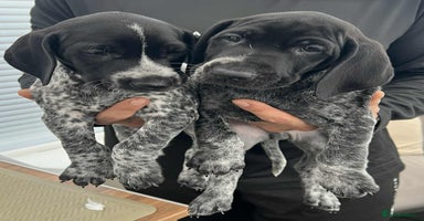 German Shorthaired Pointer dogs KC show qualify GSP’s (crufts champion bloodlines) - Advert 3