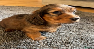 Miniature Dachshund dogs - Advert 6