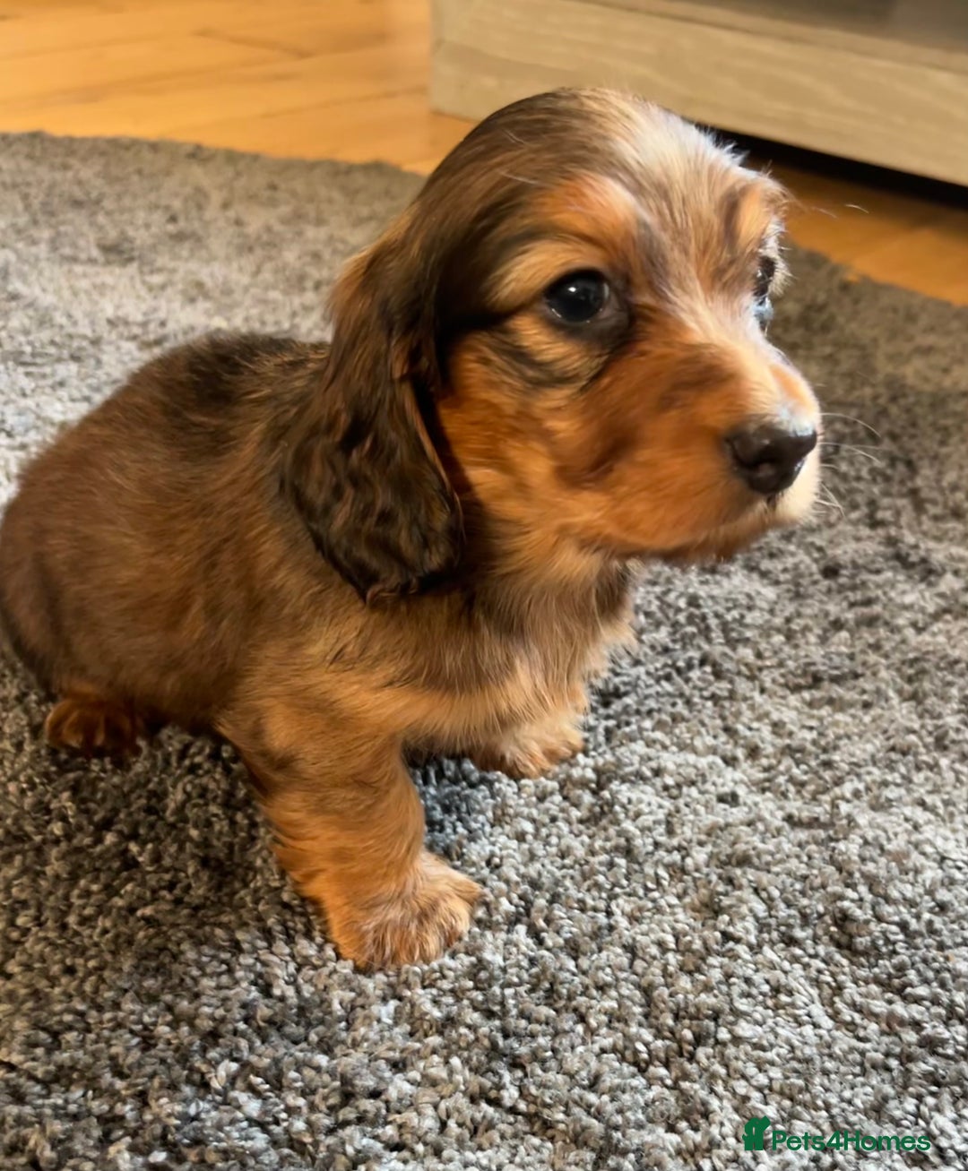 Miniature Dachshund dogs for sale: KC Longhaired Miniature Dachshunds  - Image 6